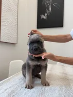 Atlant , a male Cane Corso for sale in Los Angeles, CA – 2 of 9