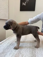 Atlant , a male Cane Corso for sale in Los Angeles, CA – 4 of 9