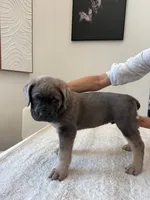 Atlant , a male Cane Corso for sale in Los Angeles, CA – 9 of 9