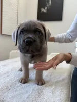 Zeus , a male Cane Corso for sale in Los Angeles, CA – 4 of 9