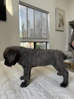 Luna , a female Cane Corso for sale in Los Angeles, CA – 4 of 8
