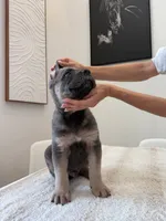 Atlant , a male Cane Corso for sale in Los Angeles, CA – 7 of 9