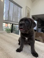 Valkyrie , a female Cane Corso for sale in Los Angeles, CA – 7 of 8