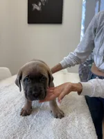 Aurora, a female Cane Corso for sale in Los Angeles, CA – 2 of 9