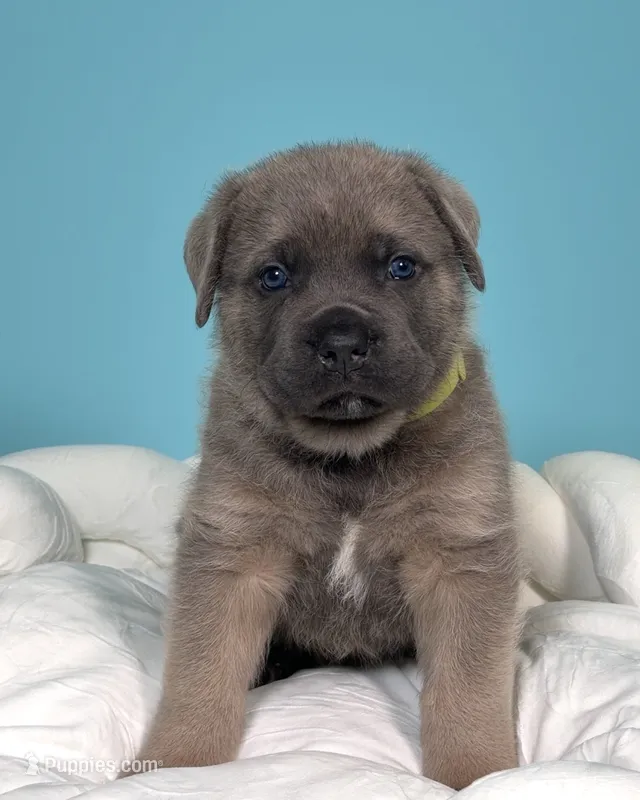 Zeus  – Cane Corso puppy for sale in Los Angeles, CA