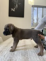 Ares, a male Cane Corso for sale in Los Angeles, CA – 7 of 7