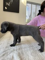 Valkyrie , a female Cane Corso for sale in Los Angeles, CA – 8 of 8