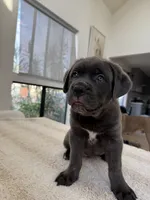 Valkyrie , a female Cane Corso for sale in Los Angeles, CA – 3 of 8