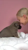Freya, a female Cane Corso for sale in Los Angeles, CA – 2 of 8