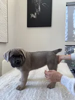 Zeus , a male Cane Corso for sale in Los Angeles, CA – 8 of 9