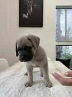Freya, a female Cane Corso for sale in Los Angeles, CA – 5 of 8