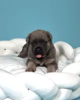 Atlant , a male Cane Corso for sale in Los Angeles, CA – 3 of 9