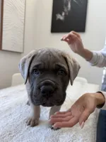 Zeus , a male Cane Corso for sale in Los Angeles, CA – 6 of 9