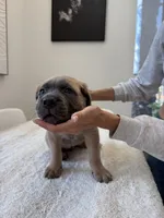 Aurora, a female Cane Corso for sale in Los Angeles, CA – 3 of 9