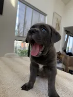 Valkyrie , a female Cane Corso for sale in Los Angeles, CA – 6 of 8