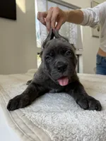 Luna , a female Cane Corso for sale in Los Angeles, CA – 6 of 8