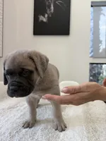 Freya, a female Cane Corso for sale in Los Angeles, CA – 3 of 8
