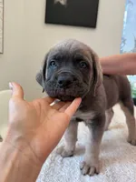 Atlant , a male Cane Corso for sale in Los Angeles, CA – 5 of 9