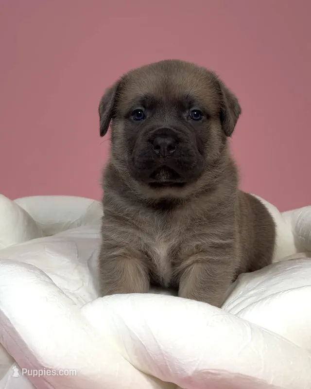 Freya – Cane Corso puppy for sale in Los Angeles, CA