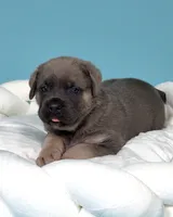 Atlant , a male Cane Corso for sale in Los Angeles, CA – 8 of 9