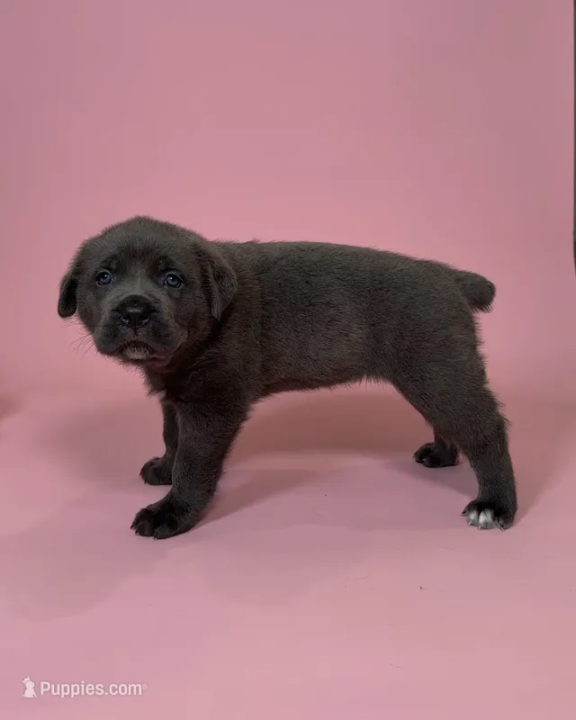 Valkyrie  – Cane Corso puppy for sale in Los Angeles, CA