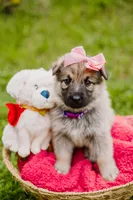 Shelby, a female German Shepherd Dog for sale in Marlette, MI – 5 of 6