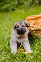 Diesel , a male German Shepherd Dog for sale in Marlette, MI – 4 of 10