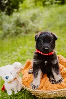 Ruger, a male German Shepherd Dog for sale in Marlette, MI – 5 of 6