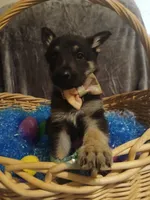 Daisy, a female German Shepherd Dog for sale in Marlette, MI – Photo 4 of 8