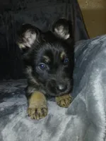 Daisy, a female German Shepherd Dog for sale in Marlette, MI – Photo 6 of 8