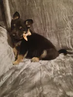 Daisy, a female German Shepherd Dog for sale in Marlette, MI – Photo 2 of 8