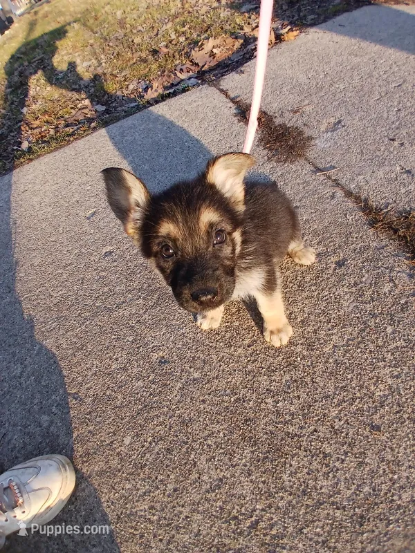 Daisy – German Shepherd Dog puppy for sale in Marlette, MI