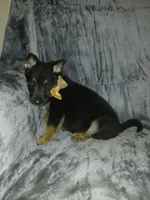 Daisy, a female German Shepherd Dog for sale in Marlette, MI – Photo 7 of 8