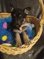 Daisy, a female German Shepherd Dog for sale in Marlette, MI – Photo 5 of 8