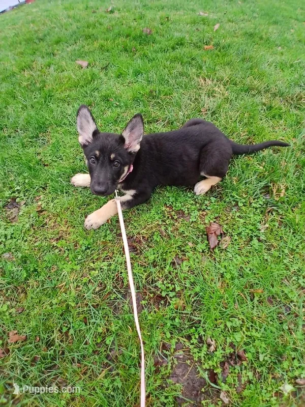 Daisy – German Shepherd Dog puppy for sale in Marlette, MI