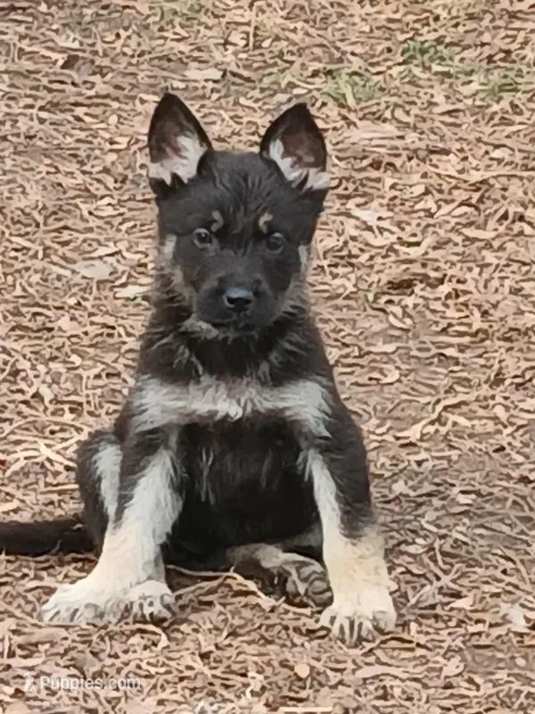 Daisy – German Shepherd Dog puppy for sale in Marlette, MI