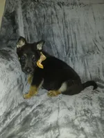 Daisy, a female German Shepherd Dog for sale in Marlette, MI – Photo 8 of 8