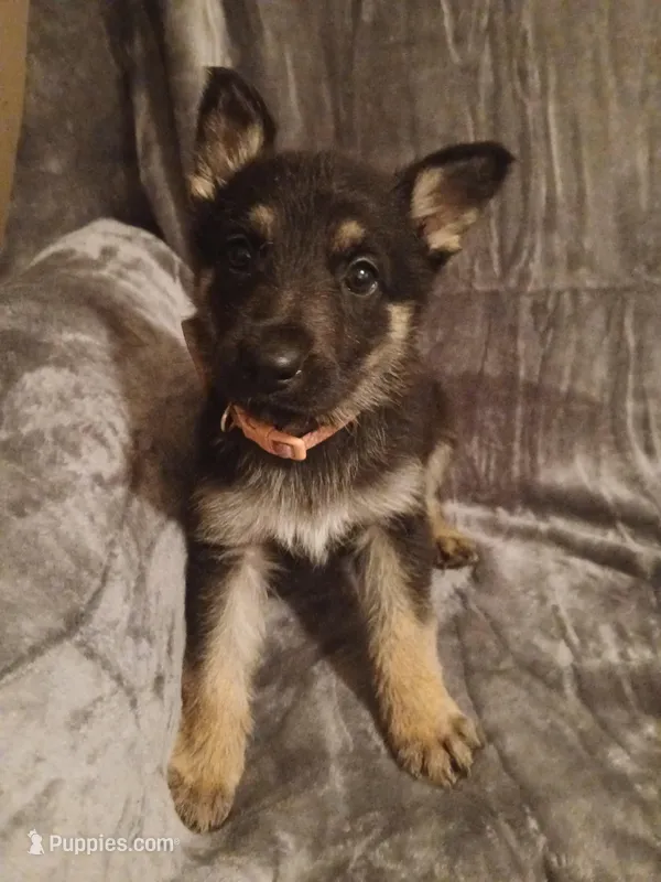Daisy, a female German Shepherd Dog for sale in Marlette, MI – Photo 1 of 8