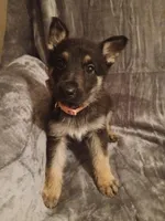 Daisy, a female German Shepherd Dog for sale in Marlette, MI – Photo 1 of 8