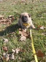 Kimber, a female German Shepherd Dog for sale in Marlette, MI – Photo 3 of 3