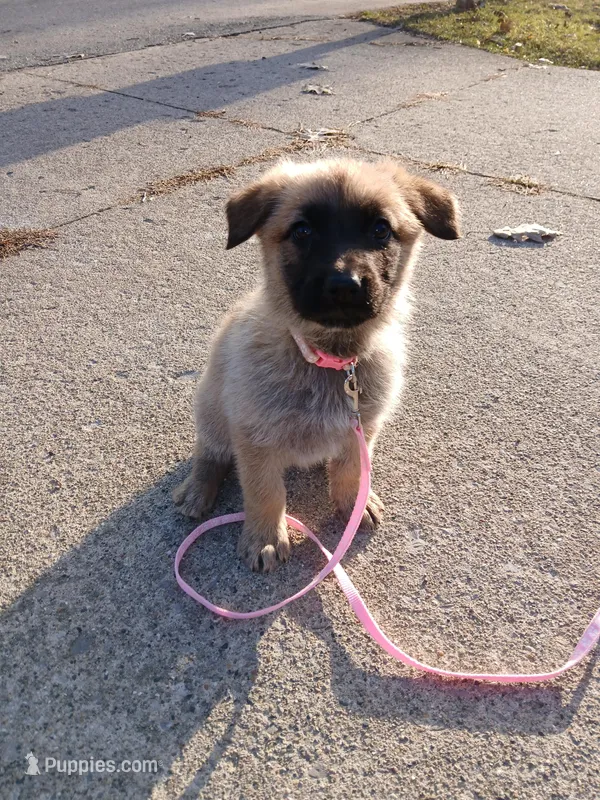 Kimber – German Shepherd Dog puppy for sale in Marlette, MI