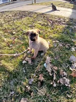 Kimber, a female German Shepherd Dog for sale in Marlette, MI – Photo 3 of 6