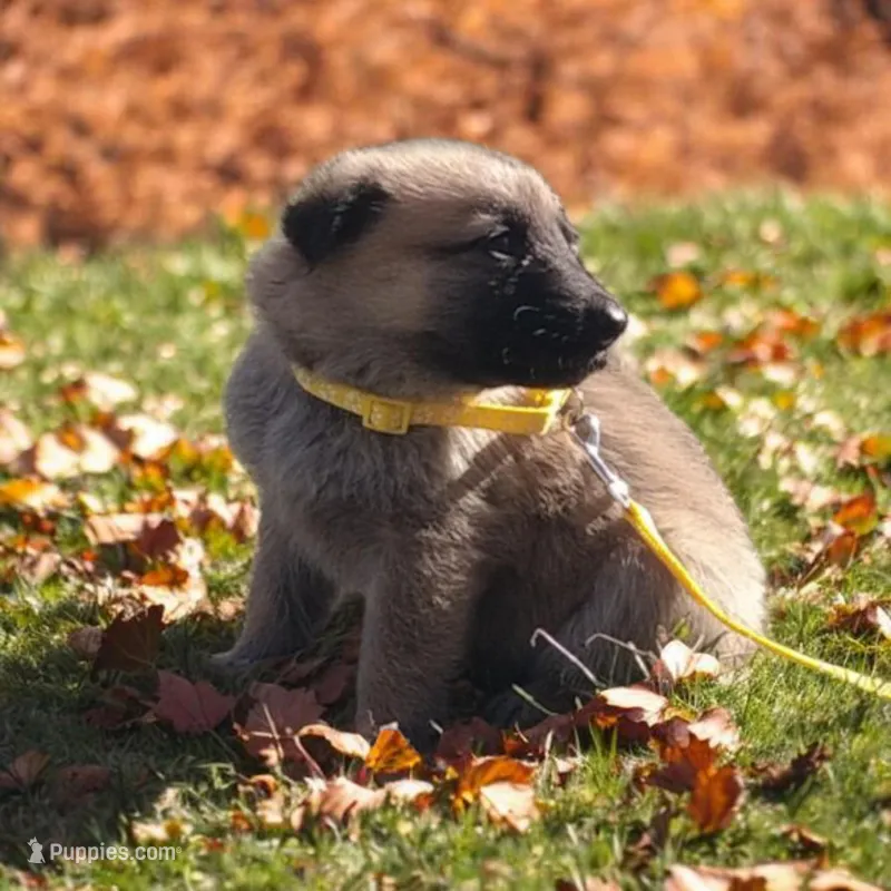 Kimber – German Shepherd Dog puppy for sale in Marlette, MI