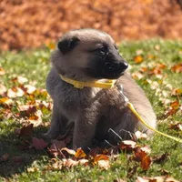 Kimber, a female German Shepherd Dog for sale in Marlette, MI – Photo 4 of 6