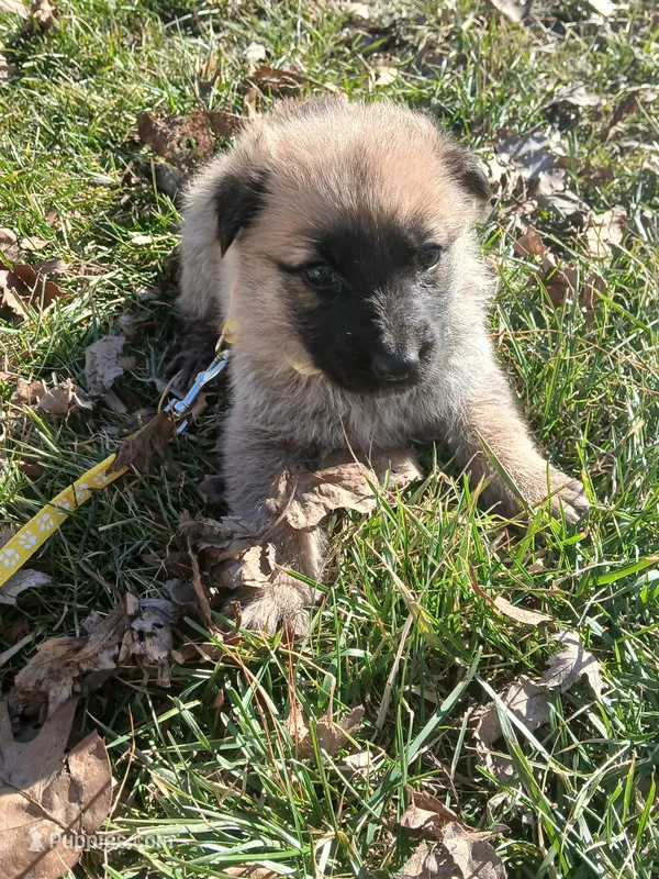 Kimber – German Shepherd Dog puppy for sale in Marlette, MI