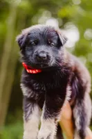 Ruger, a male German Shepherd Dog for sale in Marlette, MI – 3 of 6
