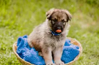 Hunter, a male German Shepherd Dog for sale in Marlette, MI – 8 of 10