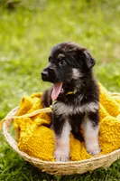 Jett, a male German Shepherd Dog for sale in Marlette, MI – 3 of 10