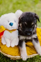 Jett, a male German Shepherd Dog for sale in Marlette, MI – 7 of 10
