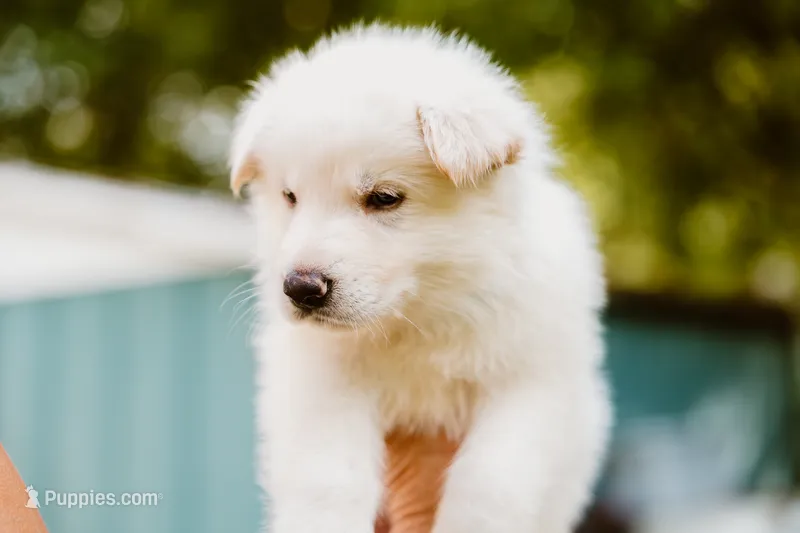 Kane – German Shepherd Dog puppy for sale in Marlette, MI